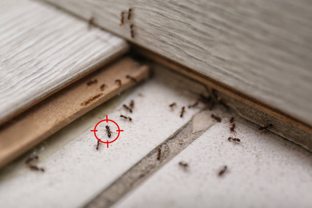 Spider Control Near Me in Keystone, FL